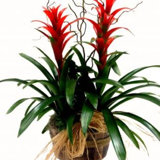 Double Bromeliad Plant