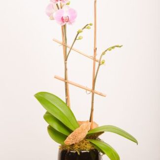 Small Blooming Orchid Plant