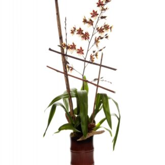 Wildcat Orchid Plant
