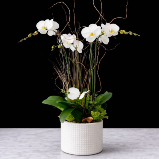 Double Stem Orchid Plant
