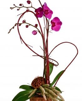Summer Orchid Plant