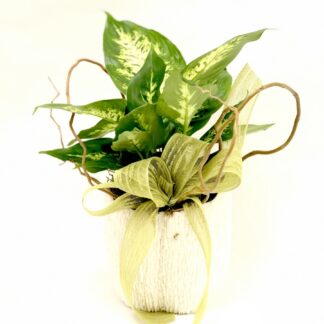 Dieffenbachia Plant