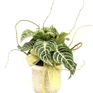 Zebra Plant