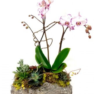 Orchid Garden Plant