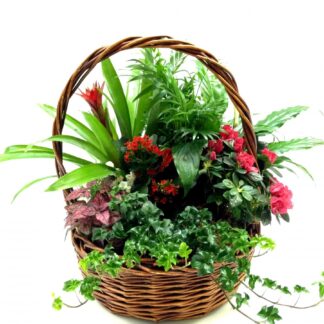 Large Plant Basket