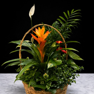 Medium Plant Basket