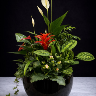Large Ceramic Dish Garden
