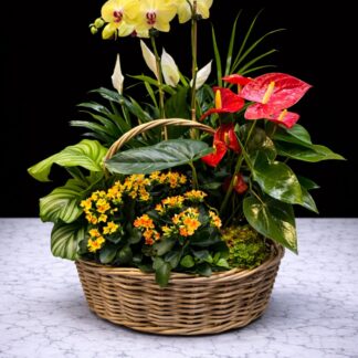 XLarge Plant Basket