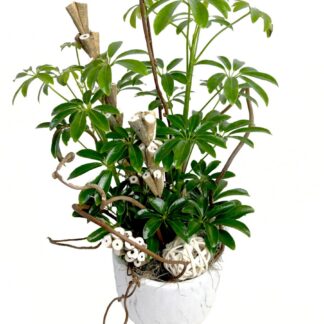 Schefflera Plant