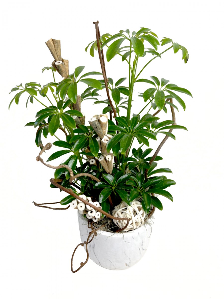 Schefflera Plant