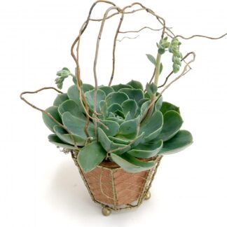 Large Succulent Plant