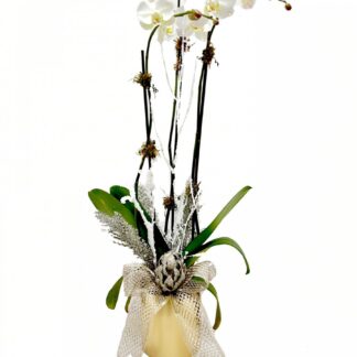 Winter Orchid Plant