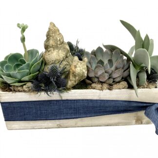 Summer Succulent Box