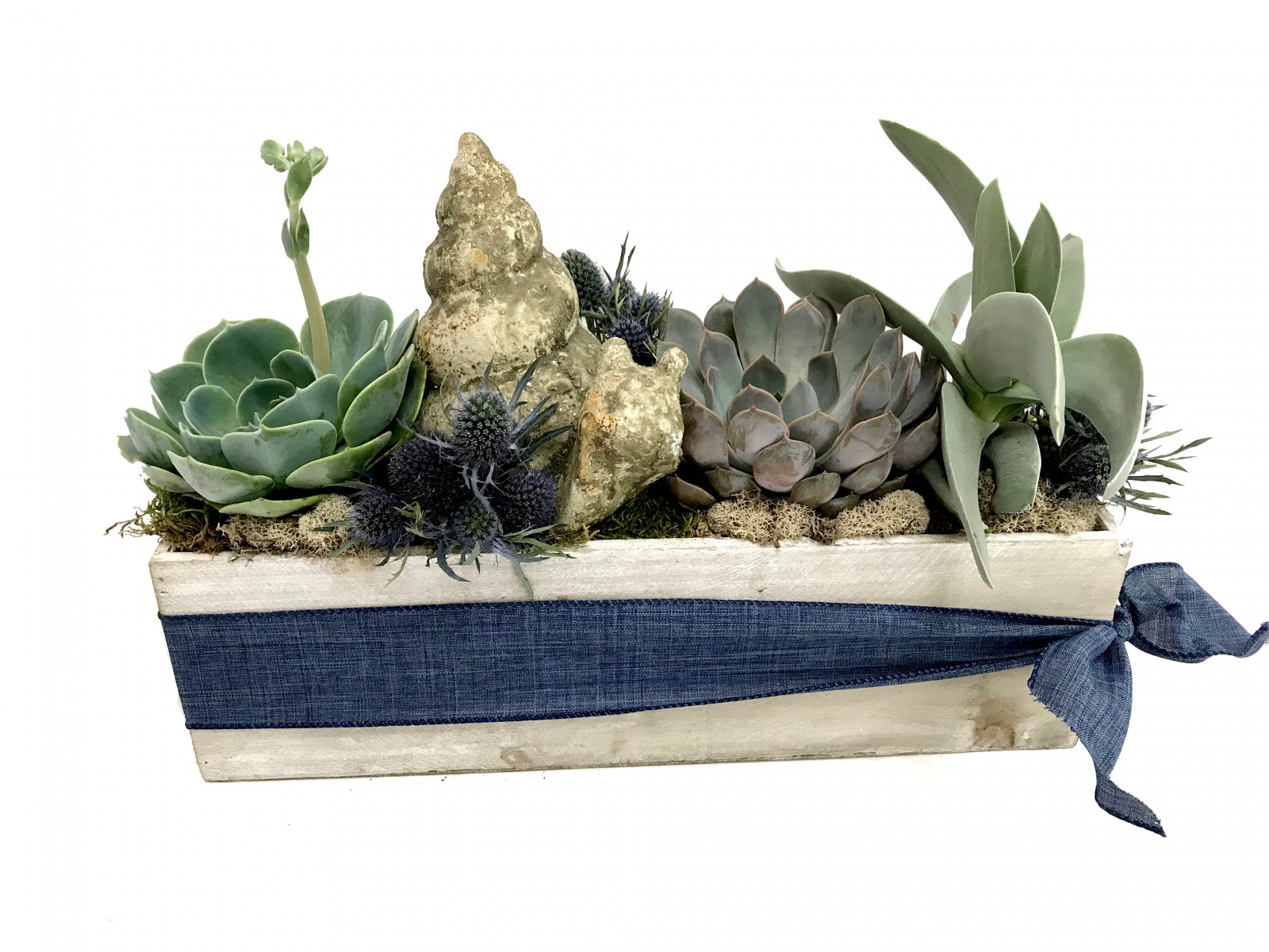 Summer Succulent Box