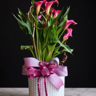 Blushing Calla Garden