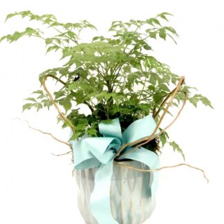China Doll Plant