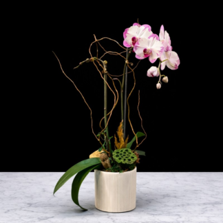 Spring Orchid Plant