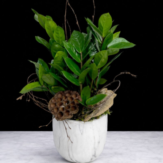 ZZ Plant