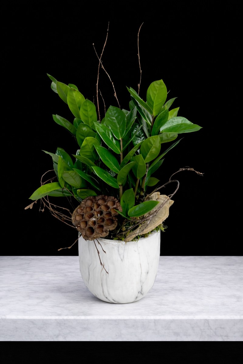 ZZ Plant