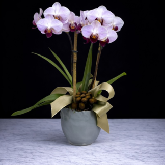 Desktop Orchid Plant