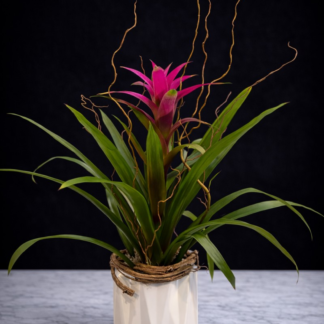 Bromeliad Plant