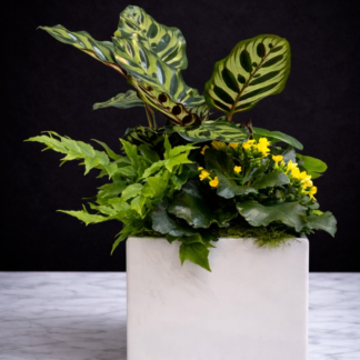 Medium Ceramic Dish Garden