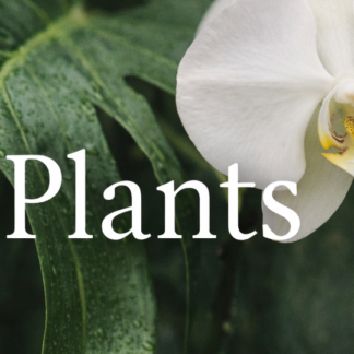 Plant Collection