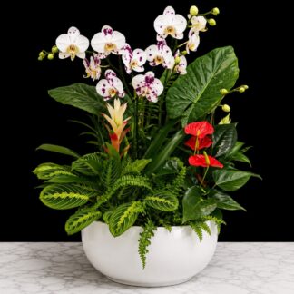 XLarge Ceramic Dish Garden
